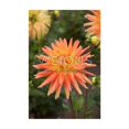 thumbnail image 1 of Bulbes à fleurs TASC - Dahlia décoratif Motto (Annuel), 1 of 2