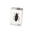 thumbnail image 3 of Ed Speldy East PW105 Real Bug Paperweight Regular-small-Bamboo weevil, 3 of 3