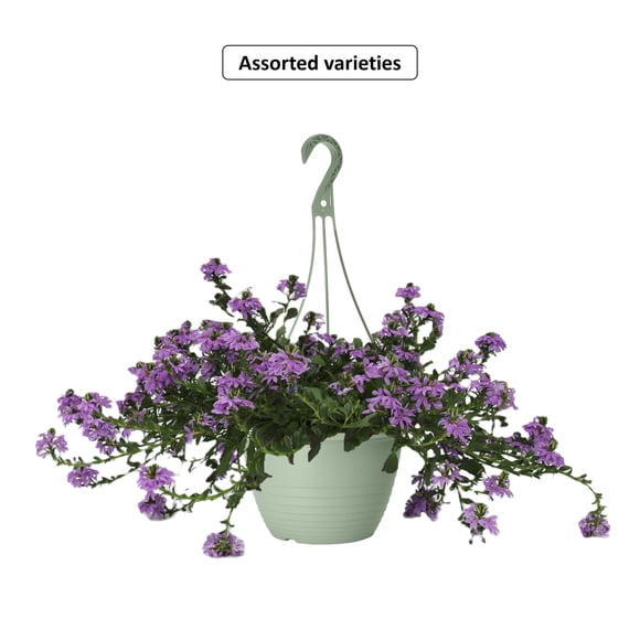 Expert Gardener #10 Late Spring Hanging Basket Flowering Annuals, Assorted Colours & Varieties, Outdoor Live Plants for Home Garden