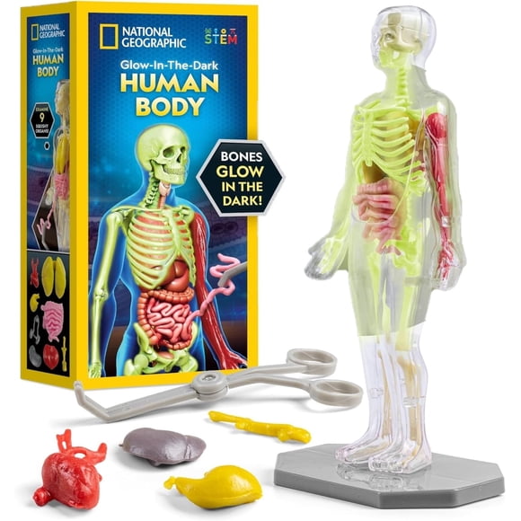 Corps Humain Phosphorescent NATIONAL - Modèle de Corps Humain pour Enfants avec 28 Os et Organes Amovibles, Trousse Scientifique Éducative, Jouets d'Anatomie Interactifs pour Garçons et Filles