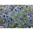 thumbnail image 2 of HJADGG Sea Holly Blue- (Eryngium)- 100 seeds, 2 of 2