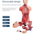 thumbnail image 2 of Torso Mannequin Anatomy Doll 15 Removable Parts Educational Organ Model Human Internal Organ Anatomy Model, 2 of 8