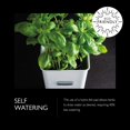 thumbnail image 3 of Cole & Mason Arrosoir Auto-Arrosant pour Fines Herbes en Pot, 3 of 7