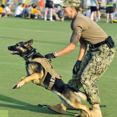 thumbnail image 4 of (Black, XL) Tactical Dog Harness Nylon Handle Adjustable Training Harness, 4 of 5