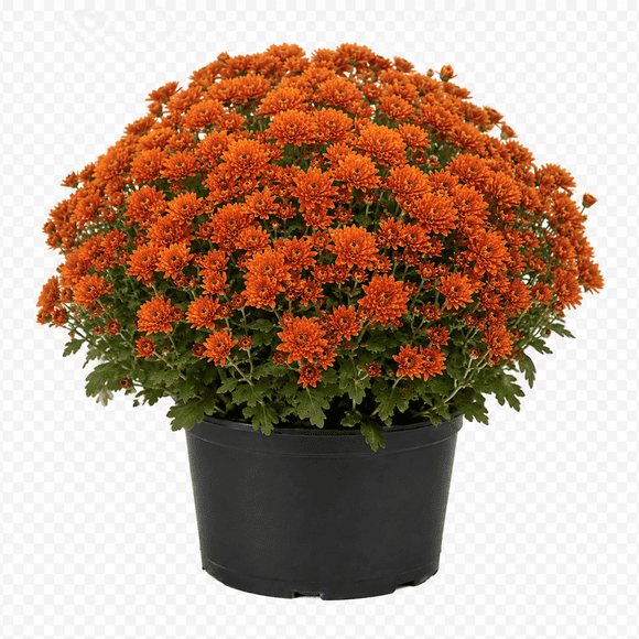 Bayview Flowers Garden Fall Mums in 9" Grow Pot Need Full Sun, Fall Garden Mum (Chrysanthemum),Assorted Colours and Varieties, Outdoor Live Plants for Home Garden, Autumn Flowers