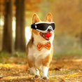 thumbnail image 4 of Cat Sunglasses Sun Goggles With Adjustable Straps For Driving And Outdoor Pet Eye, 4 of 5