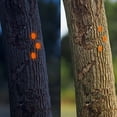 thumbnail image 3 of Summer Savings! Gspmoly Outdoor Reflective Flat Head Nails At Night Multi-Specification Five-Color Optional Round Nails Fixed By Field Night Marks Summer Savings, 3 of 5