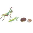thumbnail image 3 of Modèle de Cycle de Croissance, Jouet d'Insectes Non Éducatif, Sans Danger pour les Enfants Qui Enseignent des Activités Éducatives, 3 of 8