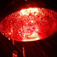 thumbnail image 4 of REK Livestock Heat Lamp Farm Animal Warming Light For Piglets/Chicks/Lambs Brooder Bulb With Ceramic Socket (250W), 4 of 5