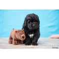 thumbnail image 2 of Clean Earth Plush Bear Dog Toy - 100% Sustainable, 2 of 4