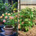 thumbnail image 2 of Tomato Cage for Pots Garden Plant Support Tomatoes Trellis Cages, 2 of 10