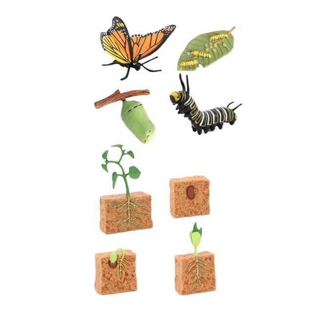 HILABEE Figurines du Cycle de Vie Jouet Papillon et Plantes de Haricot Cadeau Jouet Scientifique pour Enfants