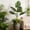 C, variant on Amzcrzy Plastics Ornament Indoor Courtyard Decorative Artificial Featuring Banana Leaves Monstera Deliciosa and Philodendron Leaf Ornaments Decorative Piece Decoration Ornaments Ornament Decorating