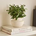 thumbnail image 2 of Bouclair Green Olive Plant in Ceramic Pot, 2 of 6