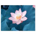 thumbnail image 2 of Fleur de Lotus Rose en Floraison - Grande Oeuvre sur Toile de Plage, 2 of 3