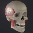 thumbnail image 4 of JawlineExerciserforMenandWomen-Setof2,DoubleChinReducerandJawStrengthener, 4 of 5