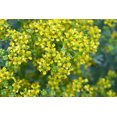 thumbnail image 1 of 50 Graines de Fleur de Ruta Graveolens Parfumée à Feuillage Persistant Jaune RUE Herb of Grace Commune, 1 of 10