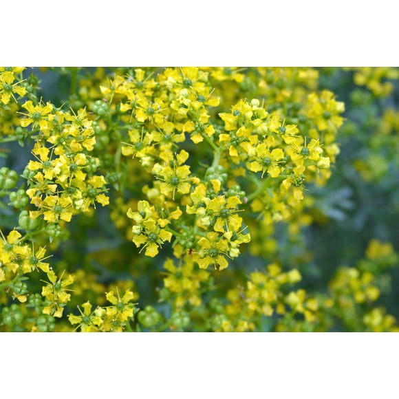 50 Graines de Fleur de Ruta Graveolens Parfumée à Feuillage Persistant Jaune RUE Herb of Grace Commune