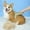 B, variant on Pet Grooming Brush Deshedding Tool Detangling Slicker for Dogs and Cats with Ergonomic ABS Handle