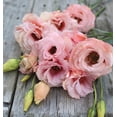thumbnail image 1 of GSDWIUEW 15 Seeds Lovely Pink Lisianthus, 1 of 2
