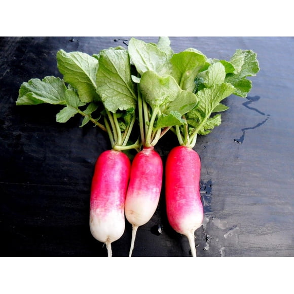 GSDWIUEW Radish 18 Days Seeds for Planting Around 200 Seeds
