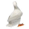 thumbnail image 4 of GROWTH TANK Canard Blanc Vif à Plumes Imitation Animal Décoration Maison, 4 of 9