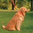 thumbnail image 3 of UltraHund Regular Buckle Collar True Fit Black, 3 of 7