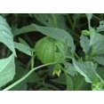 thumbnail image 5 of 200 Grandes Graines de TOMATILLO Vert Rio VERDE Physalis Ixoxcarpa Légumes, 5 of 5