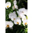 thumbnail image 1 of Gango Editions PDXPSHSF677SMALL Orchids & Ferns II Poster Print by Alan Hausenflock, 10 x 14 - Small, 1 of 1