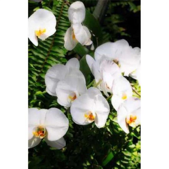 Gango Editions PDXPSHSF677SMALL Orchids & Ferns II Poster Print by Alan Hausenflock, 10 x 14 - Small