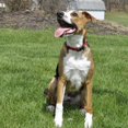 thumbnail image 3 of Pet Attire by Coastal Medium 12-18" Red Adjustable Buckle Dog Collar, 3 of 9