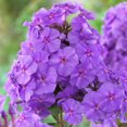 thumbnail image 1 of Flower Bulbs - Phlox Paniculata Blue Paradise (2 Bulbs), 1 of 1