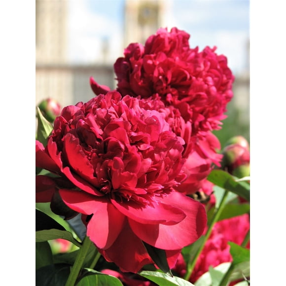 5 GARDEN PEONY Paeonia Lactiflora Red Pink White Mix Chinese Peony Flower Seeds