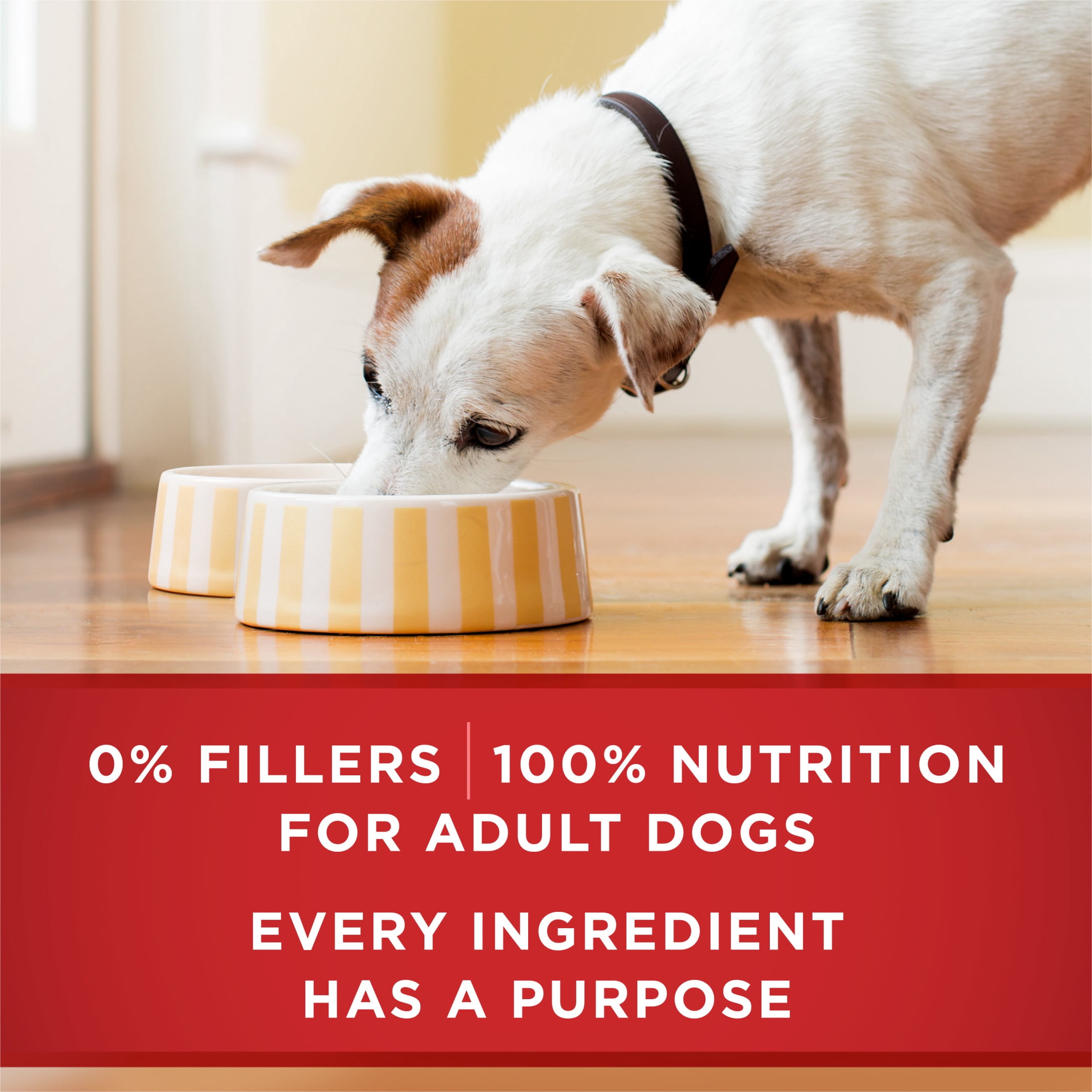 Purina ONE +Plus Santé du cœur et du cerveau entrée du poulet et riz brun, Nourriture Humide pour Chiens, 368g