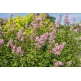 thumbnail image 2 of Lilas japonais Miss Kim 2 gal arbuste, 2 of 5
