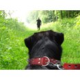 thumbnail image 3 of Collier pour Chien en Cuir à Pointes AMSTERDAM à Multiples Rangées de Pointes, 3 of 4