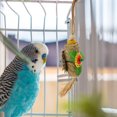 thumbnail image 4 of Palm Leaf Toy, Bird Chew Toy Colorful Beak Grinding Easy Installation  Free  For Cockatiel, 4 of 8