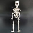 thumbnail image 4 of Riforla Halloween Skeleton Decorations Full Body Skeleton with Movable Joints for Decor Hangs Home Decor white, 4 of 9