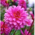 thumbnail image 1 of Dahlia Decorative Rosella, 1 of 1