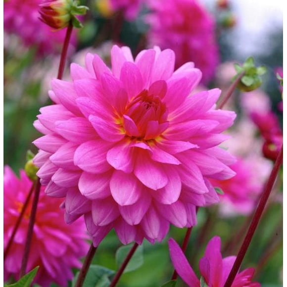 Dahlia Decorative Rosella
