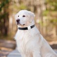 thumbnail image 2 of GPS Localisateur Intelligent Étanche pour Animaux Mini Traqueur GPS Anti-Perte Collier de Suivi BT pour Chat, 2 of 8