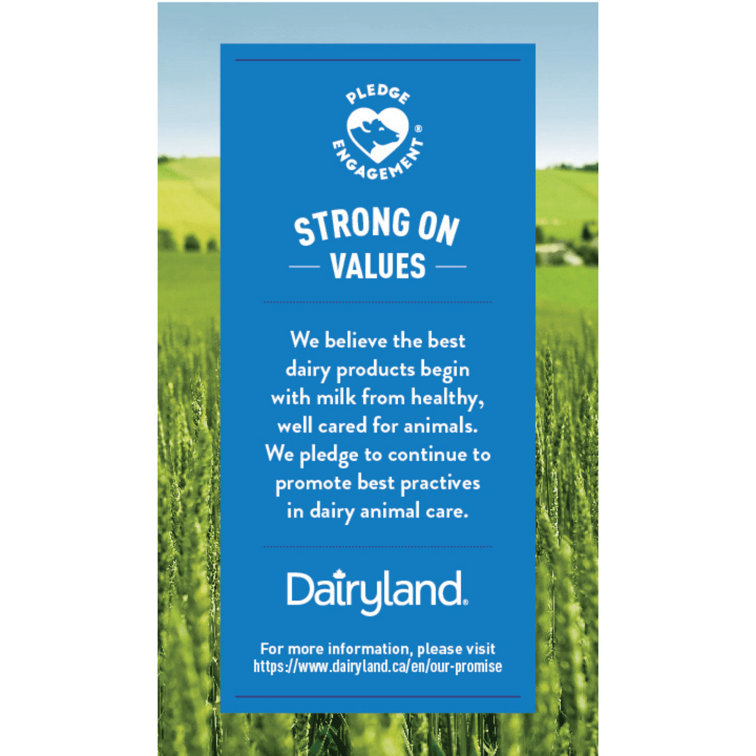 Dairyland 14 % Crème Sure