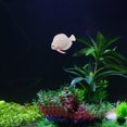 thumbnail image 3 of TopLLC Plastic Swimming Faux Fake Gold Fish Aquarium Fish Tank Decor Orname Gift, 3 of 5