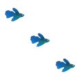 thumbnail image 4 of Thinsony Poissons Rouges Artificiels Lumineux Magnifiquement Conçus pour Aquariums Tan Bleu 3Set, 4 of 6