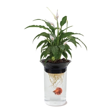 Penn-Plax Aqua-ponic Planter and Aquatic Habitat - Betta Fish Tank - 1.4 Gallons