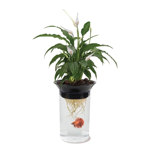 Bol de poisson betta Aquaponic de Penn-Plax