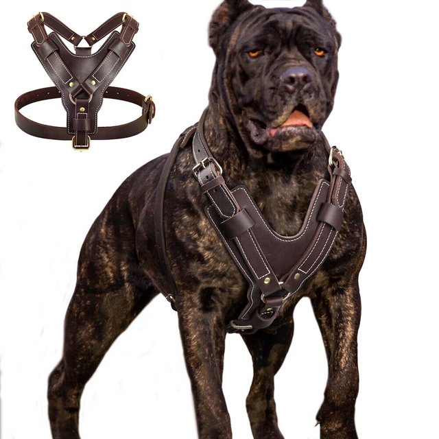 Hexplore Heavy Duty Genuine Leather Dog Harness in brown, designed for large dogs like Pitbulls and Rottweilers. Made from top-grade genuine leather, it features adjustable straps for a secure fit, soft padding for comfort, and sturdy metal D-rings for leash attachment. The harness includes a secure buckle closure and is available in sizes L and XL, with chest adjustments ranging from 25-36 inches and neck adjustments from 22-31 inches.