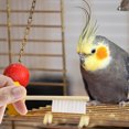 thumbnail image 4 of Brush Poop Off Bird Poop Remover Parrot Cage Brush Shovel Bird Cage Accessories Bird Cage Brush Pet Bird Cleaning Brush Bird Brush Scraper Stainless Steel Cleaner, 4 of 4