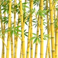 thumbnail image 2 of GSDWIUEW 200+ Mix Giant Bamboo Seeds for Planting Outdoors, Privacy Screen Good for Environment Shade-Landscaping -Tolerant Home Decor Landscaping, Fast Growing, 2 of 8