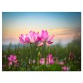 thumbnail image 2 of Design Art - Fleurs de Lotus en Fleurs au Coucher du Soleil, 2 of 4